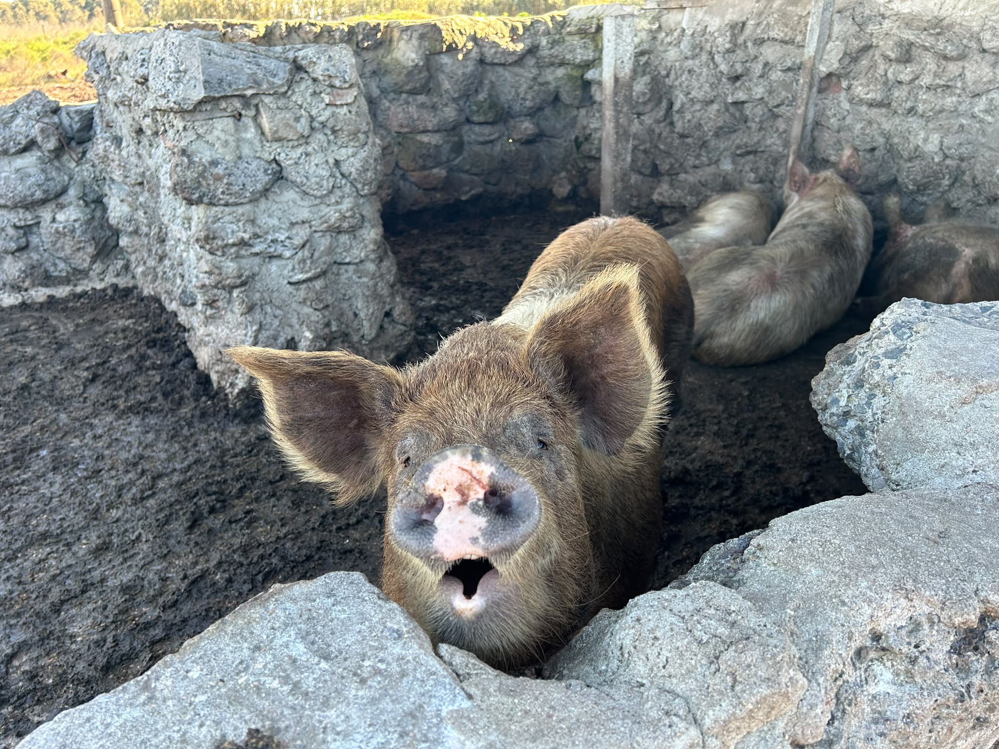 Hogar Beraca Sembrador en Rincón del Cerro